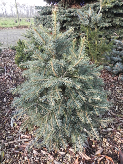 Picea pungens 'Snow Cushion'